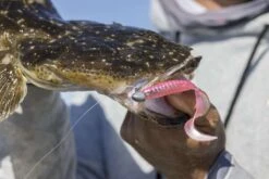 Berkley Powerbait 5″ Grub Plastics -Fishing Gear Shop 0K6A1263