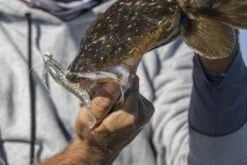 Berkley Powerbait 2″ Shrimp Plastics -Fishing Gear Shop 0K6A1291 1