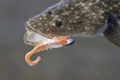 Berkley Gulp 4″ Nemesis Prawn Curltail -Fishing Gear Shop 0K6A3988