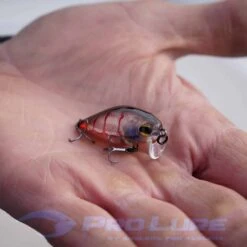Prolure XS36 Extra Shallow 36mm Crank Lure -Fishing Gear Shop 303502841 2450178158456271 8102027476559186370 n