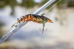 Berkley Shimma Shrimp 150mm -Fishing Gear Shop Barra biting shimma 1