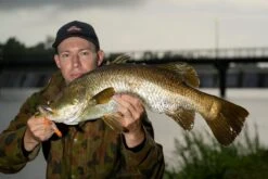 BERKLEY WEEDLESS SHIMMA SHRIMP 150MM 10 BERKLEY WEEDLESS SHIMMA SHRIMP 150MM -Fishing Gear Shop Berkley Lifestyle Shimma Shrimp Weedless Barramundi Sample Alt6