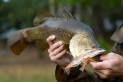 BERKLEY WEEDLESS SHIMMA SHRIMP 150MM 9 BERKLEY WEEDLESS SHIMMA SHRIMP 150MM -Fishing Gear Shop Berkley Lifestyle Shimma Shrimp Weedless Barramundi Sample Alt9