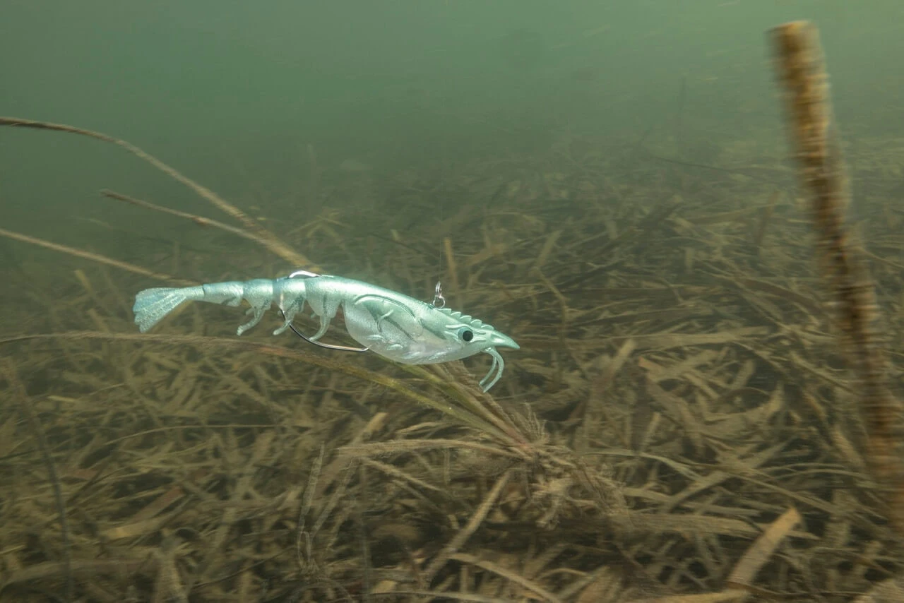 BERKLEY WEEDLESS SHIMMA SHRIMP 150MM 3 BERKLEY WEEDLESS SHIMMA SHRIMP 150MM - Image 3