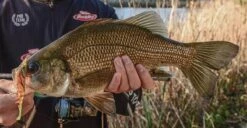 Berkley Shimma Shrimp 85mm -Fishing Gear Shop Berkley Shimma Shrimp Bass 1 1