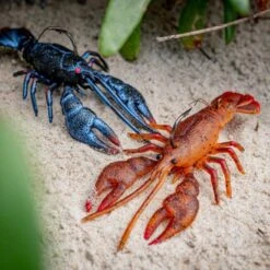 CHASEBAITS MUD BUG 95MM -Fishing Gear Shop Chasebaits USA the Mudbug Bass Bait 4 600x600 1 1