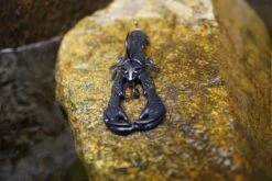 Berkley Powerbait Craw 2.5″ -Fishing Gear Shop Craw Lifestyle Image 3