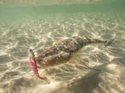 Berkley Gulp 3″ Nemesis Prawn Paddletail Plastics -Fishing Gear Shop DLML2417 copy