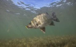 Berkley Powerbait 5″ Grub Plastics -Fishing Gear Shop DLML4451 1