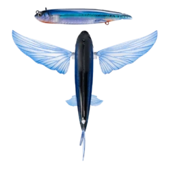 Nomad Slipstream Flying Fish 200mm -Fishing Gear Shop FF200 FP ELC