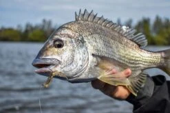 Berkley Powerbait Fan Tail Shrimp 2″ -Fishing Gear Shop Fan Tail Shrimp Lifestyle Image 1 1