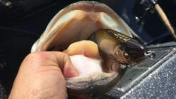 MEGABASS I-SLIDE 185MM -Fishing Gear Shop I Slide 185 Largemouth Shimabukuro