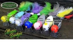 BARAMBAH MANIC BUDGIE