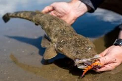 Berkley Shimma Shrimp 85mm -Fishing Gear Shop Shimma Slider 2 1