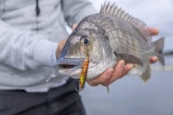 Berkley Shimma Shrimp 85mm -Fishing Gear Shop Shimma Slider 4 1