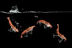 Berkley Shimma Shrimp 150mm -Fishing Gear Shop Shimma Swimming Product Page