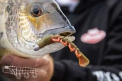 Berkley Gulp Turbo Shrimp 4″ -Fishing Gear Shop Turbo Shrimp Lifestyle new icon