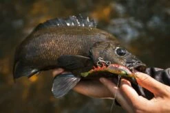 Berkley Shimma Shrimp 85mm -Fishing Gear Shop Ultimate Versatility 1 1