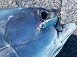 TT Hard Core Metal Series -Fishing Gear Shop full 2259 JasonMilne tuna1