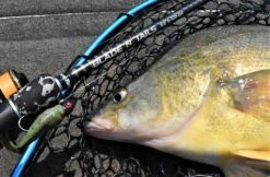 Live Fibre Blade N Tails Rod -Fishing Gear Shop full 4748 DSC 0172