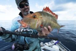 Live Fibre Blade N Tails Rod -Fishing Gear Shop full 4971 DSC07484