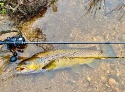 Live Fibre Blade N Tails Rod -Fishing Gear Shop full 4988 IMG 6057