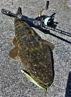 Live Fibre Blade N Tails Rod -Fishing Gear Shop full 5110 IMG 1816